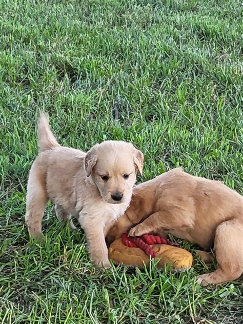 Puppies.com will help you find your perfect Golden Retriever puppy for sale in Killeen, TX. ... 28 Golden Retriever Puppies For Sale Near Killeen, TX. ... READY mid May. Golden Retriever. Austin, TX. Female, Born on 03/29/2024 - 3 weeks old. $2,500. AKC Pups Ready mid May. Golden Retriever / English Cream Golden Retriever. Austin, TX.